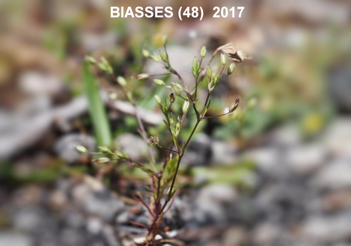 Sandwort, (Red) plant